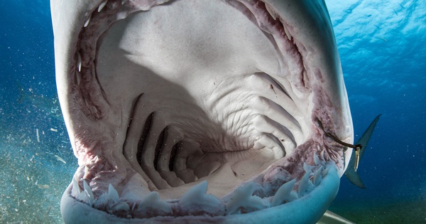 Close-up of the inside of the shark’s mouth after trying to swallow the camera