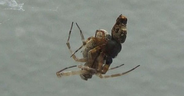 Thrilling story about female spiders “eating” male spiders right after sex