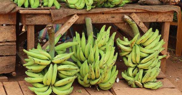 Dozens of crows – A unique banana, good for the heart and nerves: Few people know to eat