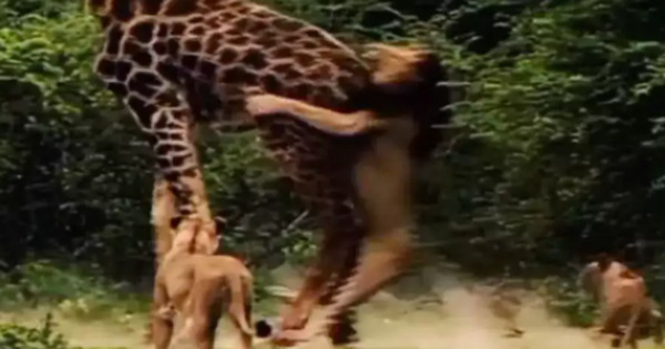 Giraffe defeats a herd of lions that attack from behind