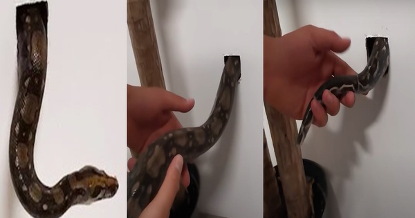 Man drops his python into a small hole and puts a bucket underneath, surprise then!