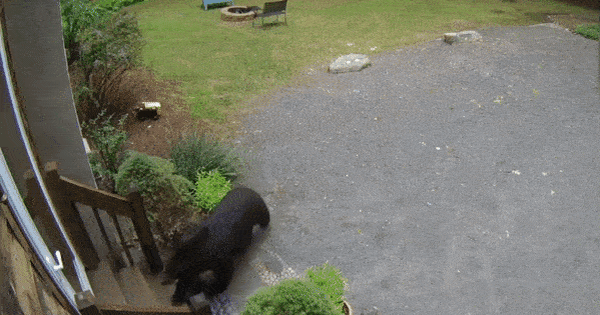 Black bears freely come to people’s houses, casually open the door to enter