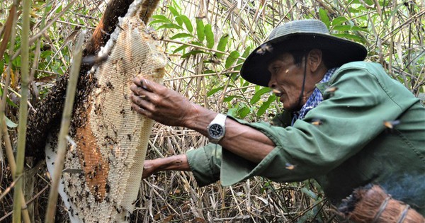 The ‘terrible’ honeycomb is more than 2 meters long and weighs 43 kg, setting a Vietnamese record