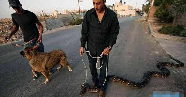 The guy takes the pet for a walk, anyone who passes by and looks at the animal must sweat