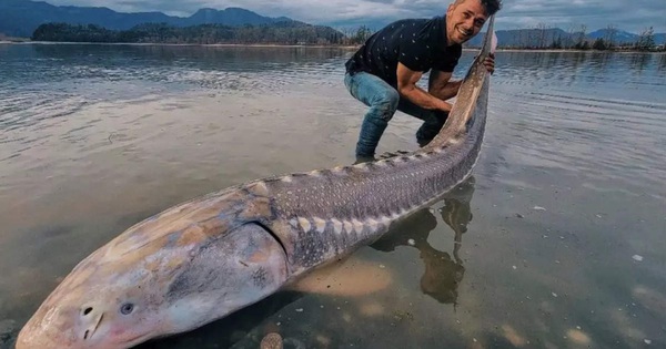 The man caught the giant ‘living dinosaur’ in the Canadian river