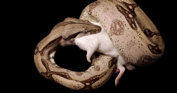 Pythons can take 45 minutes to squeeze their prey, so how do they breathe when their chest is tight?