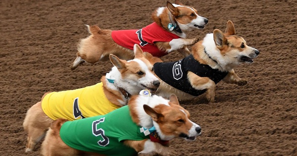 100 Corgi dogs participated in a running competition, the race suddenly turned into a funny photo contest