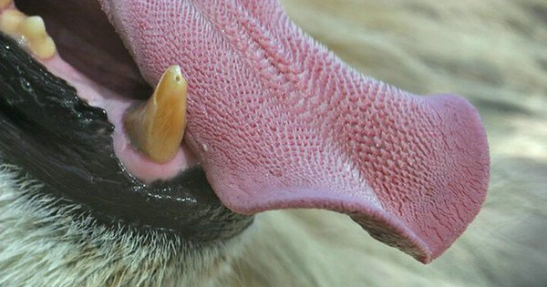 A lion’s tongue can lick your skin, so why are some people licked by them unscathed!
