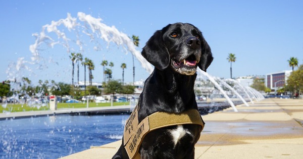 The dog was honored for its good smell to help detect suspicious packages for 4 years