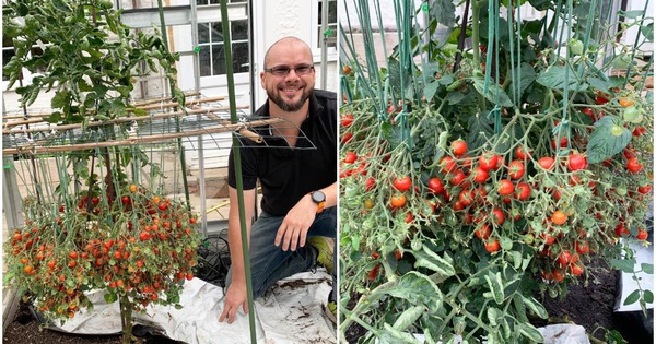 The ‘fruit maker’ planted a tomato tree that produced more than a thousand fruits