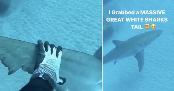 Teen diver lucky to escape death when encountering great white shark