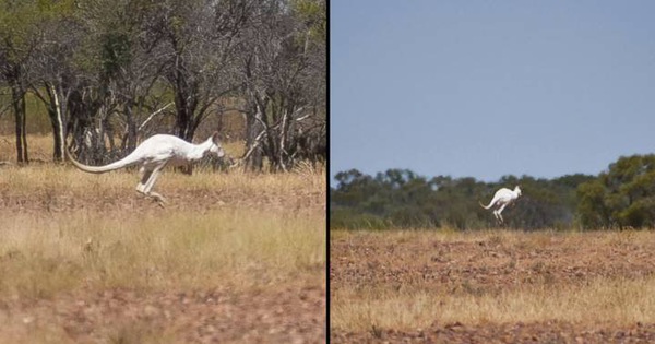 Rare white kangaroo discovered in Australia