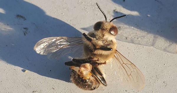 These male bees tried to take one last selfie before dying from the heat