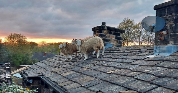 Rescue sheep stranded on the roof in England