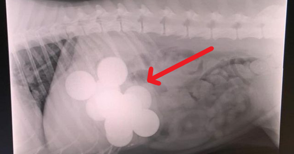 The pet dog suddenly stopped eating, the owner sent him to the clinic and was furious with what was in his stomach