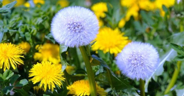 What are the uses of Dandelion?