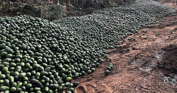 People are reeling from food prices, tons of avocados are dumped on the roadside in this country