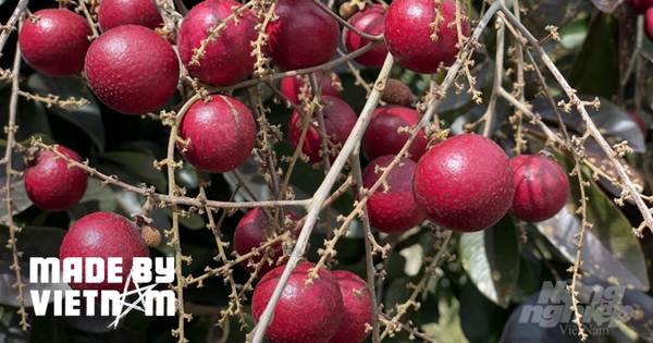 thumbnail - Loại cây cực quý ở Việt Nam: Mua xong bán lại "lãi" ngay gấp 5 lần, giống còn đắt gấp bội