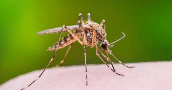 Mosquito or bite someone?  How to avoid mosquito bites to avoid dengue effectively
