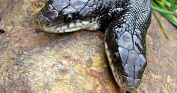 Strange how experts feed 2-headed snakes