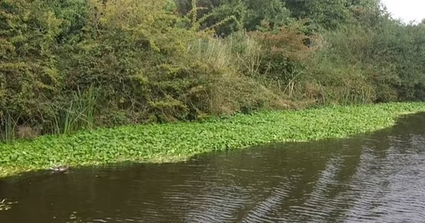 Saving a pet dog that fell into the river, the man died