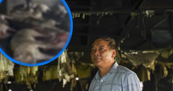 thumbnail - Sét đánh chết đàn lợn 229 con ở Thái Bình: Chủ nuôi khóc ngất, chưa dám ra trang trại