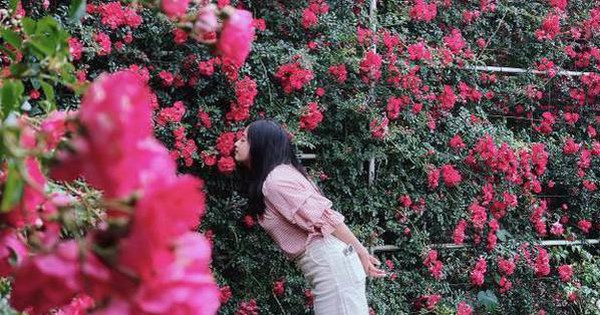 Vibrant red climbing roses Fansipan rose valley in May season