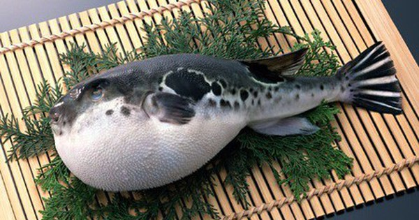 Million dollar puffer fish sashimi in Japan risking their lives to try is it worth it?