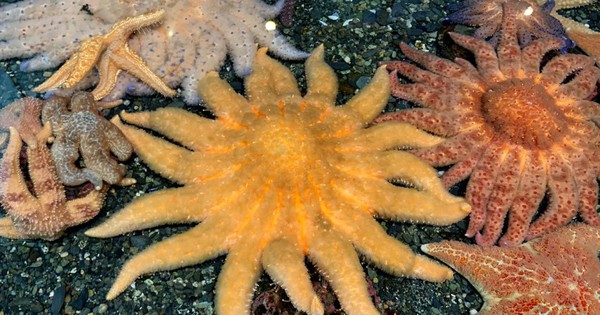Strange creatures shining under the sea