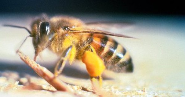 Identify the deadly ‘death’ bee in 10 minutes