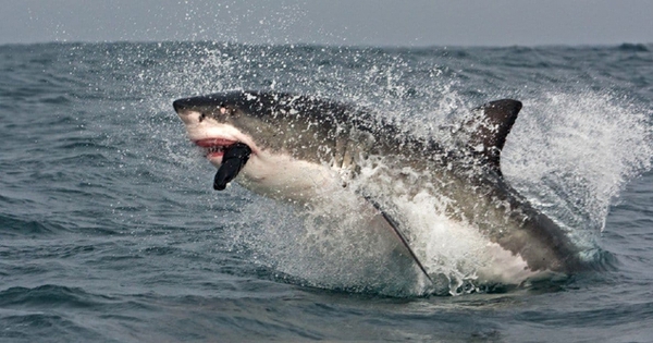 Of the seven species of death sharks, the great white shark attacks humans the most