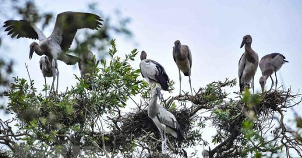 Urgent conservation of wild and migratory birds in Vietnam
