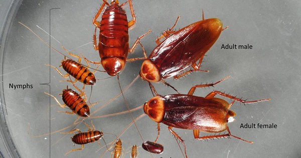 Scientists have created a genetically modified cockroach using CRISPR technology