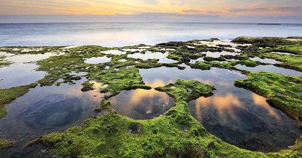 Marvel at the moss carpet in the most beautiful beach in Vietnam