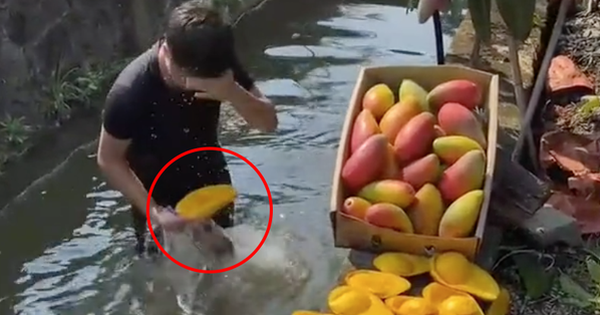 The sight of hundreds of mangoes is very eye-catching, but netizens discovered an unusual detail