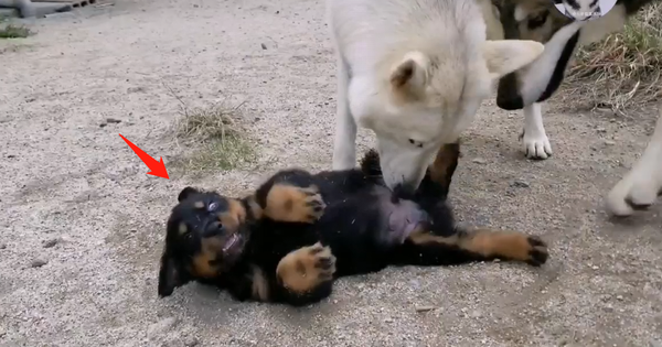 Husky dogs used to bully puppies, 1 year later the situation changed, seeing the opponent was running