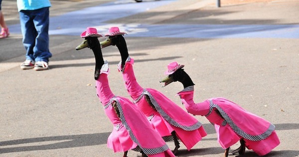 Unique annual duck fashion show in Australia