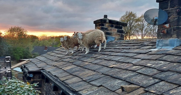 Rescue of sheep stuck on the roof in England