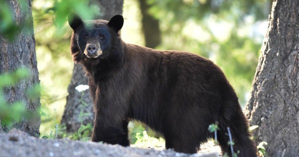 Discovered 5 bears hibernating near people’s houses in the US