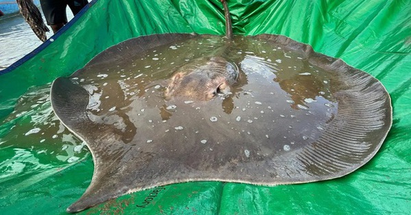 A giant “sea monster” weighing nearly 200kg appeared in the Mekong River, causing many worrying dangers