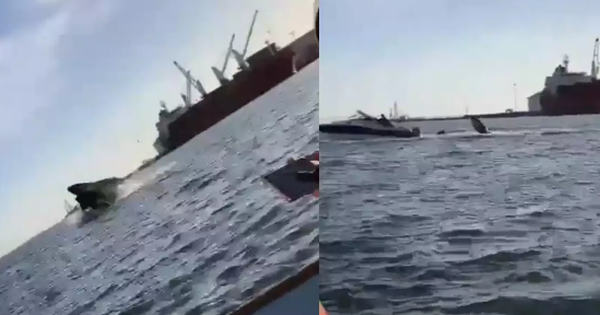Terrified moment humpback whale rammed the boat, causing tourists to break their legs