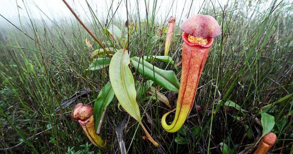 Cambodia begs people to stop picking flowers from pitchers