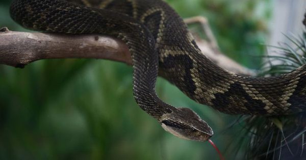 Disabling extremely poisonous snake venom thanks to an unexpected compound