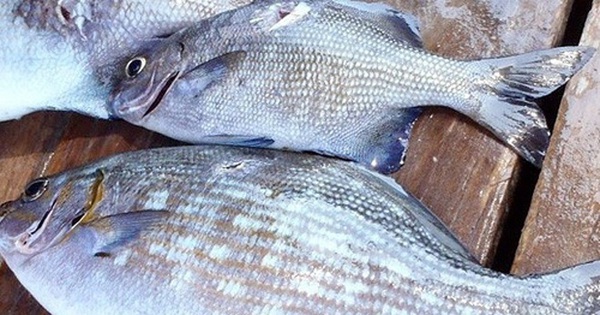 The type of fish has a very scary name, in the past everyone stayed away, now it is “hunted” by gourmets, 200,000 VND/kg