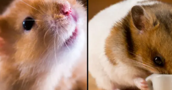 Scientist is shocked when an experiment accidentally causes hamsters to ‘change their behavior’