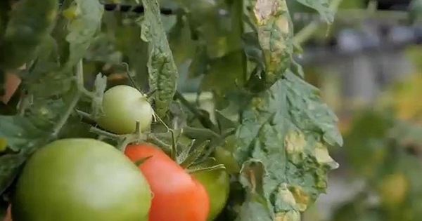 Genetically modified tomatoes rich in vitamin D