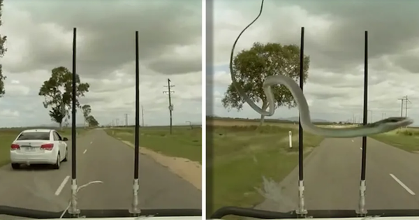 Snake swings on car windshield wipers, startling the driver