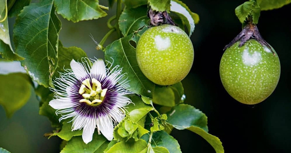 8 nutritional benefits of passion fruit and note when using