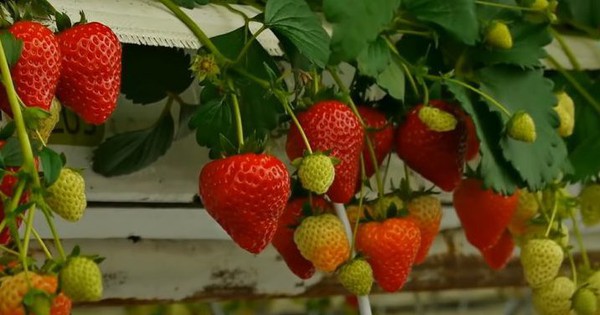 Growing strawberries with IoT technology