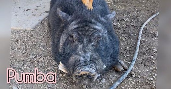 The ‘unique’ friendship between a dog and a small pig is surprising